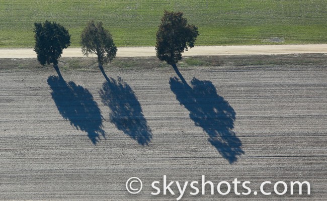 Artistic Trees