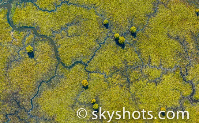 Artistic Wetlands
