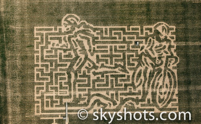 Corn Maize Aerial